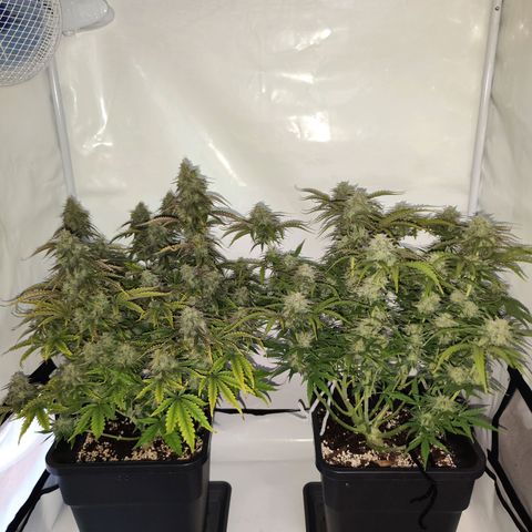 Quick One  #2 🚀 growlog timeline photo