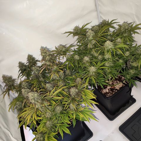 Quick One  #2 🚀 growlog timeline photo