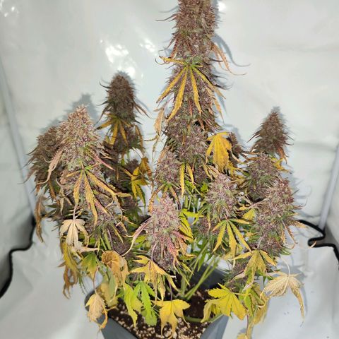 Green Gelato Auto🌬️💚 growlog photo: Ernte 