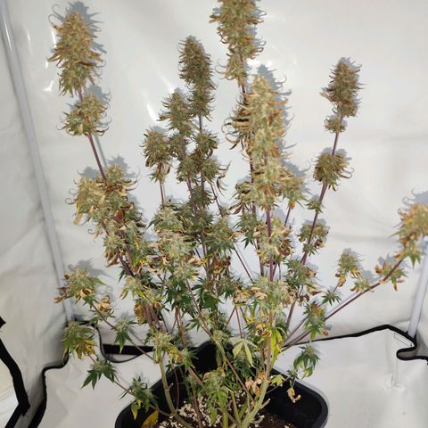 Special Queen #1 👑 growlog photo: Ernte