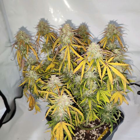 Quick One  #1 🚀 growlog photo: Ernte