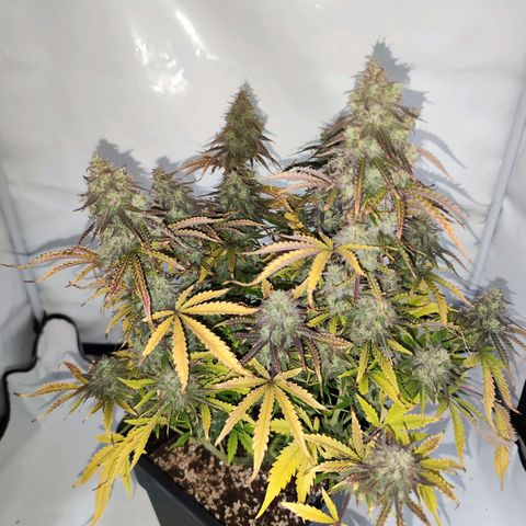 Quick One  #2 🚀 growlog photo: Ernte