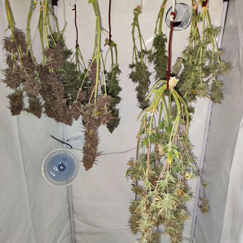 Green Gelato Auto🌬️💚 growlog photo: Trocknen