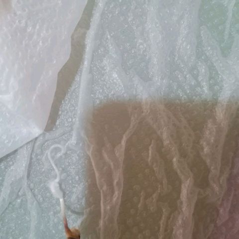 Blueberry growlog photo: 24 horas na água a bluebery veio a germinar. Ficou mais 48 horas no papel toalha onde triplicou o tamanho, sendo suficiente para ir ao solo. Sementes da Cannabiorganic.