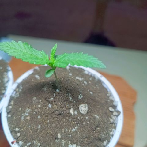 Blueberry growlog photo: Segundo broto começando a evoluir.