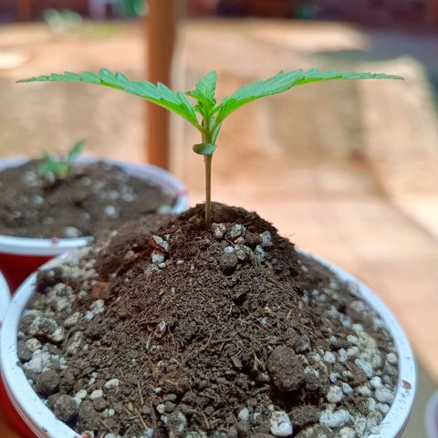 Blueberry growlog photo: Houve um desenvolvimento significativo no segundo nó. Foi nescessário fazer um calço com terra, pois errei na hora de passar a semente para terra, tinha que ter deixado mais abaixo do copo.  Mas estão saudáveis 