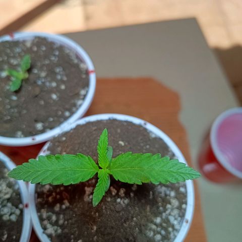 Blueberry growlog photo: Houve um desenvolvimento significativo no segundo nó. Foi nescessário fazer um calço com terra, pois errei na hora de passar a semente para terra, tinha que ter deixado mais abaixo do copo.  Mas estão saudáveis 