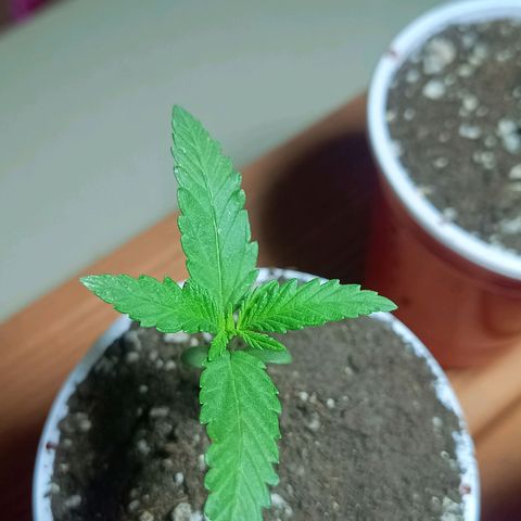 Blueberry growlog photo: Evoluindo bem, mostrou um belo desenvolvimento em suas folhas 