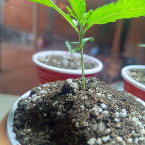 Blueberry growlog photo: Evoluindo bem, mostrou um belo desenvolvimento em suas folhas 
