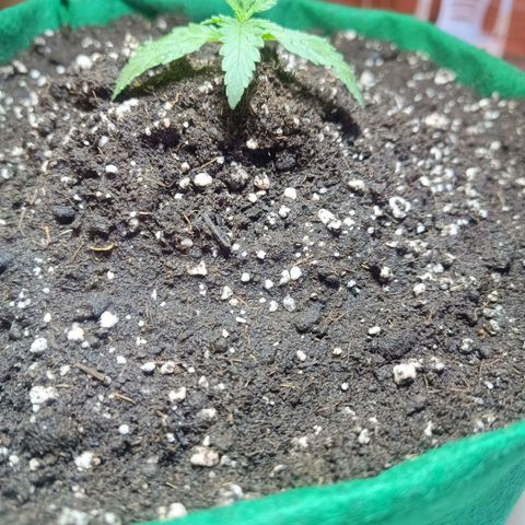 Blueberry growlog timeline photo