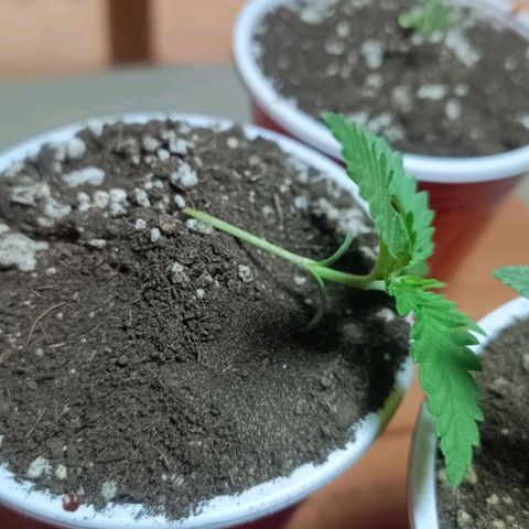 Blueberry growlog photo: Após uma grande onda de ventania, a blueberry tombou, dobrando seu caule. Foi feito o transplante para um vaso de 14lt para tentar recuperar a mesma. Uma medida desesperada para salvar nossa planta com apenas 9 dias de vida