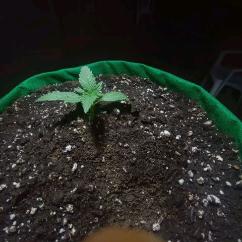 Blueberry growlog photo: Algumas horas após o transplante para o vaso, nossa bebê mostrou sinais de melhora. A única alternativa para tentar salvar nossa Blueberry está mostrando eficácia.