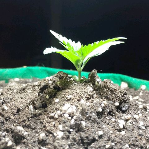 Blueberry growlog photo: Blueberry demonstra estar se recuperando bem até o momento.