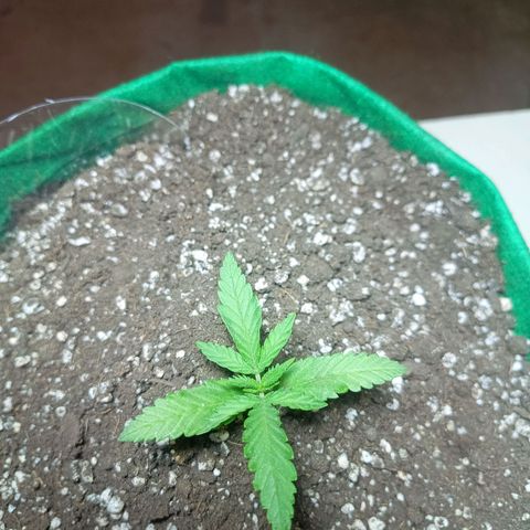 Blueberry growlog photo: Foi para o sol as 10:00 horas até às 17:20 horas. Horas restantes no refletor 