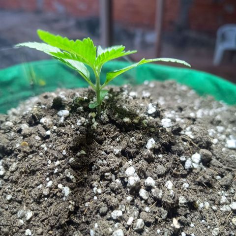 Blueberry growlog photo: Foi para o sol as 10:00 horas até às 17:20 horas. Horas restantes no refletor 