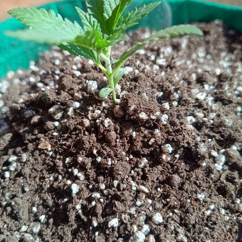 Blueberry growlog photo: 3 nó iniciando o desenvolvimento 