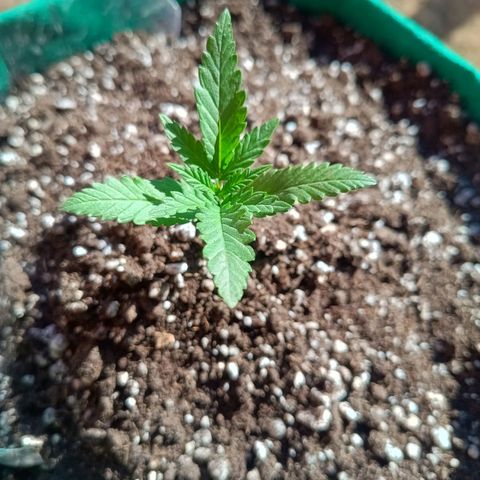 Blueberry growlog photo: 3 nó iniciando o desenvolvimento 