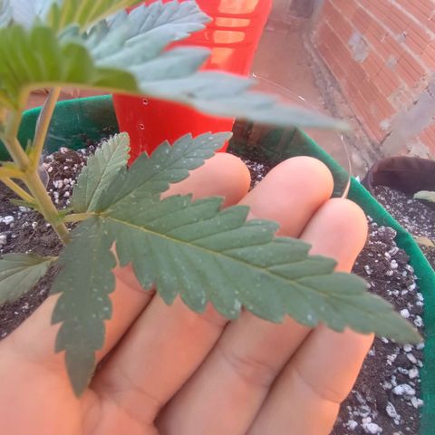 Blueberry growlog photo: Blueberry no dia de hoje apresentou pontos brancos nas folhas, início de praga. Foi feito a limpeza e será aplicado mais uma vez o preventivo contra pragas.