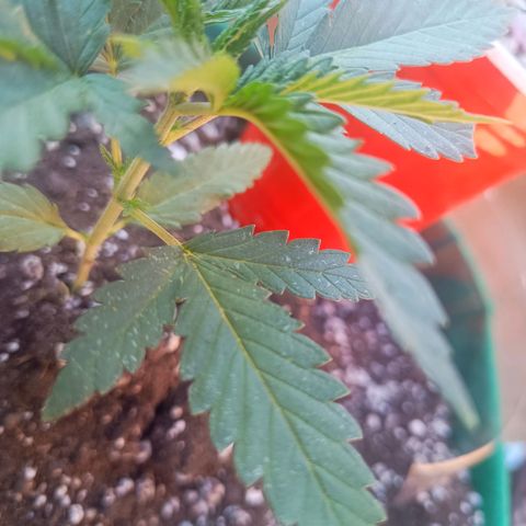 Blueberry growlog photo: Blueberry no dia de hoje apresentou pontos brancos nas folhas, início de praga. Foi feito a limpeza e será aplicado mais uma vez o preventivo contra pragas.