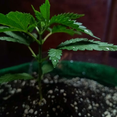 Blueberry growlog photo: Opôs a limpeza foi feito a rega com 500 ml de água filtrada. Desenvolvimento quinto para o sexto nó. Próximo de fazer a poda fim