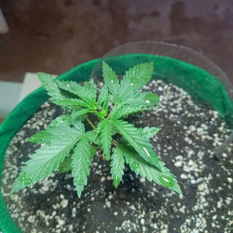 Blueberry growlog photo: Opôs a limpeza foi feito a rega com 500 ml de água filtrada. Desenvolvimento quinto para o sexto nó. Próximo de fazer a poda fim