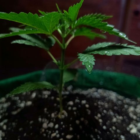 Blueberry growlog photo: Opôs a limpeza foi feito a rega com 500 ml de água filtrada. Desenvolvimento quinto para o sexto nó. Próximo de fazer a poda fim