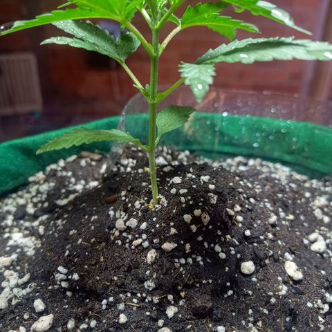 Blueberry growlog photo: Opôs a limpeza foi feito a rega com 500 ml de água filtrada. Desenvolvimento quinto para o sexto nó. Próximo de fazer a poda fim