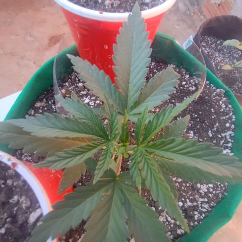Blueberry growlog photo: Blueberry no dia de hoje apresentou pontos brancos nas folhas, início de praga. Foi feito a limpeza e será aplicado mais uma vez o preventivo contra pragas.