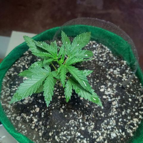 Blueberry growlog photo: Opôs a limpeza foi feito a rega com 500 ml de água filtrada. Desenvolvimento quinto para o sexto nó. Próximo de fazer a poda fim