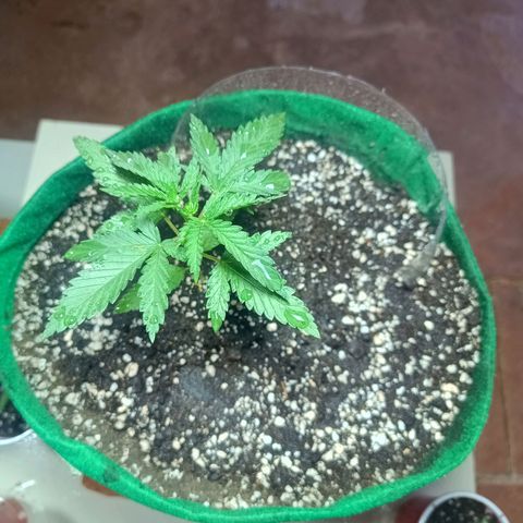 Blueberry growlog photo: Opôs a limpeza foi feito a rega com 500 ml de água filtrada. Desenvolvimento quinto para o sexto nó. Próximo de fazer a poda fim