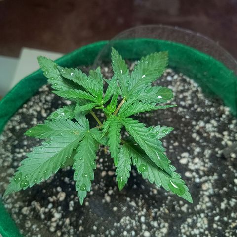 Blueberry growlog photo: Opôs a limpeza foi feito a rega com 500 ml de água filtrada. Desenvolvimento quinto para o sexto nó. Próximo de fazer a poda fim