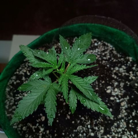 Blueberry growlog photo: Opôs a limpeza foi feito a rega com 500 ml de água filtrada. Desenvolvimento quinto para o sexto nó. Próximo de fazer a poda fim