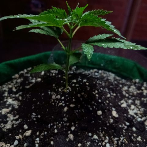 Blueberry growlog photo: Opôs a limpeza foi feito a rega com 500 ml de água filtrada. Desenvolvimento quinto para o sexto nó. Próximo de fazer a poda fim
