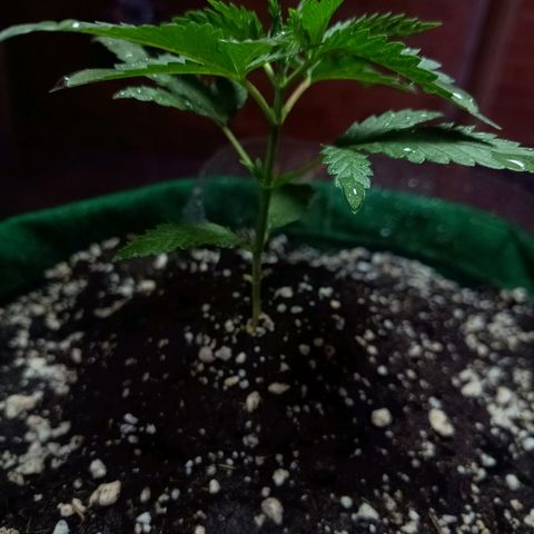 Blueberry growlog photo: Opôs a limpeza foi feito a rega com 500 ml de água filtrada. Desenvolvimento quinto para o sexto nó. Próximo de fazer a poda fim