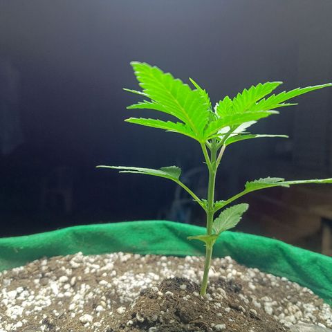 Blueberry growlog timeline photo