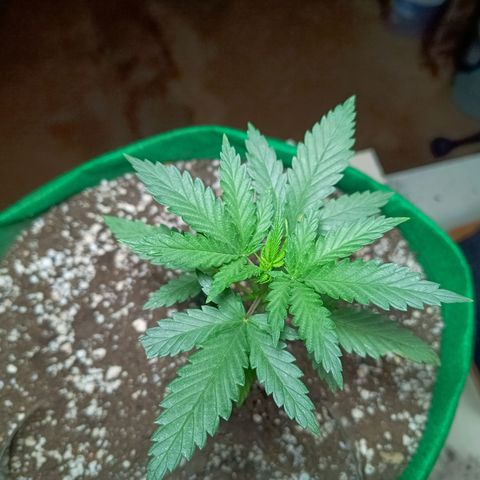Blueberry growlog timeline photo