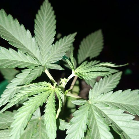 Blueberry growlog photo: Foi feito a poda no início do 6° nó da planta.