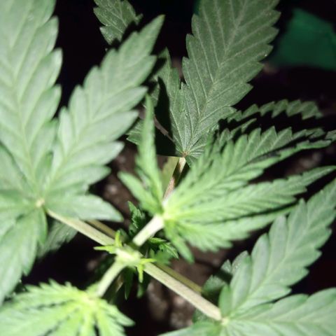 Blueberry growlog photo: Foi feito a poda no início do 6° nó da planta.