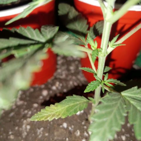 Blueberry growlog photo: Foi feito a poda no início do 6° nó da planta.