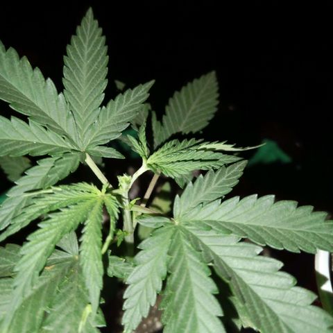 Blueberry growlog photo: Foi feito a poda no início do 6° nó da planta.