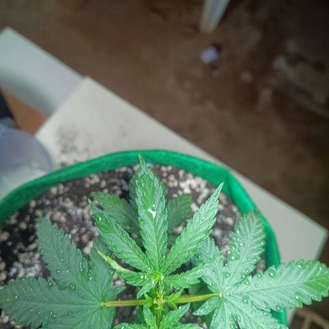 Blueberry growlog photo: Foi feito a rega com 800 ml de água, a mesma está se desenvolvendo bem após a poda. Estão nascendo 4 brotinhos 