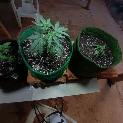 Blueberry growlog photo: 1 dia pós rega 