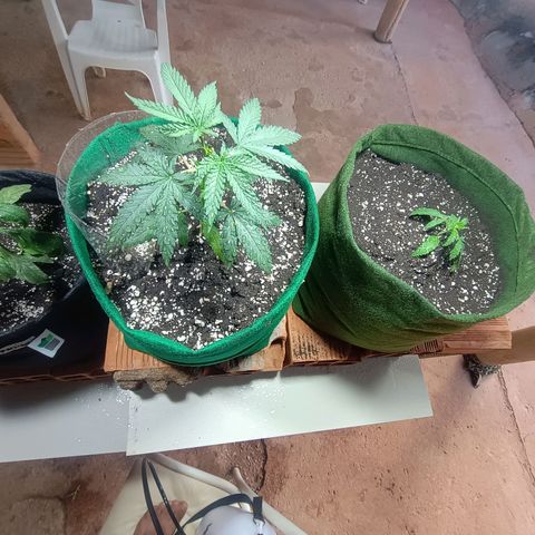 Blueberry growlog photo: 1 dia pós rega 