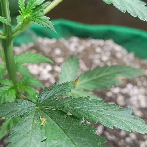 Blueberry growlog photo: Foi feito a pulverização na planta com água, devido a alta temperatura. No dia de hoje também nota-se que um folha foi atacada por pequenas pragas. Ao encerrar o período de luz será aplicado a terra de diatomáceas como controle e prevenção. Foi feito também o ajuste na altura da luz