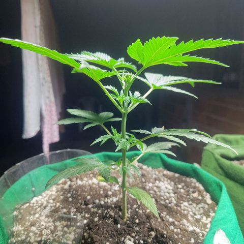 Blueberry growlog photo: Foi feito a pulverização na planta com água, devido a alta temperatura. No dia de hoje também nota-se que um folha foi atacada por pequenas pragas. Ao encerrar o período de luz será aplicado a terra de diatomáceas como controle e prevenção. Foi feito também o ajuste na altura da luz