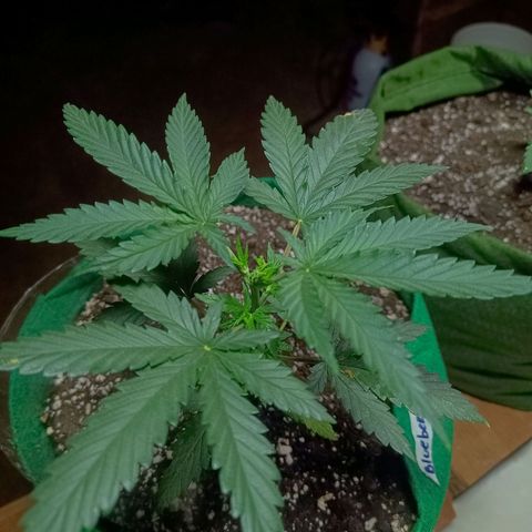 Blueberry growlog photo: Foi feito a pulverização na planta com água, devido a alta temperatura. No dia de hoje também nota-se que um folha foi atacada por pequenas pragas. Ao encerrar o período de luz será aplicado a terra de diatomáceas como controle e prevenção. Foi feito também o ajuste na altura da luz