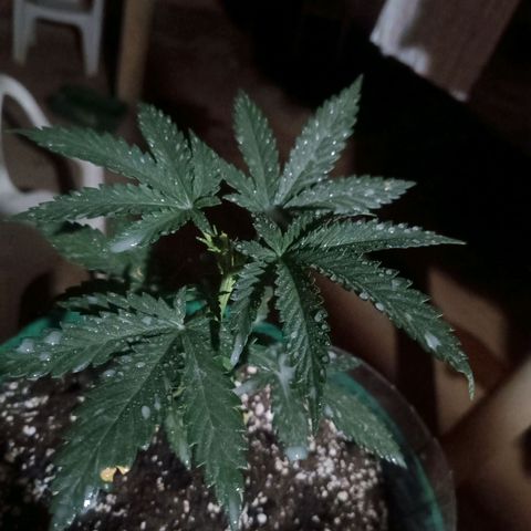 Blueberry growlog photo: Após o fim do período de luz foi aplicado o preventivo de terra de diatomáceas 