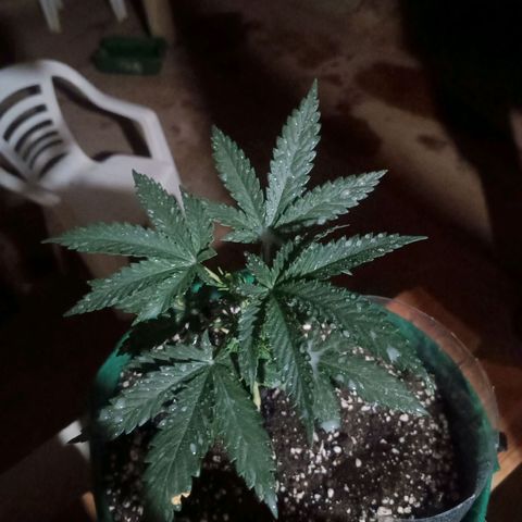 Blueberry growlog photo: Após o fim do período de luz foi aplicado o preventivo de terra de diatomáceas 