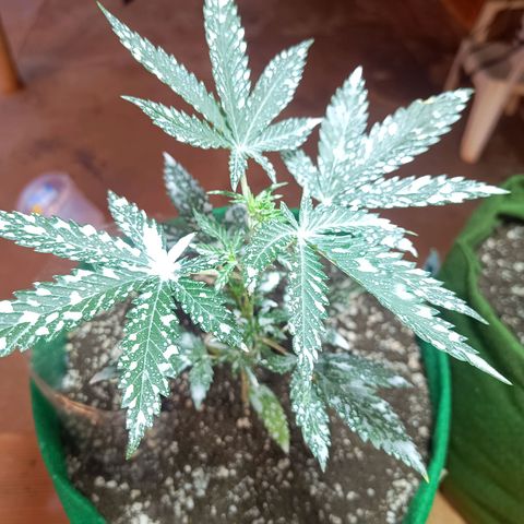 Blueberry growlog photo: Após a aplicação da diatomáceas, houve uma redução considerável dos mosquitos e pragas pousando na planta. Mostrando uma grande eficácia do produto 