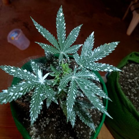 Blueberry growlog photo: Após a aplicação da diatomáceas, houve uma redução considerável dos mosquitos e pragas pousando na planta. Mostrando uma grande eficácia do produto 